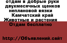 отдам в добрые руки двухмесячных щенков неплановой вязки - Камчатский край Животные и растения » Отдам бесплатно   